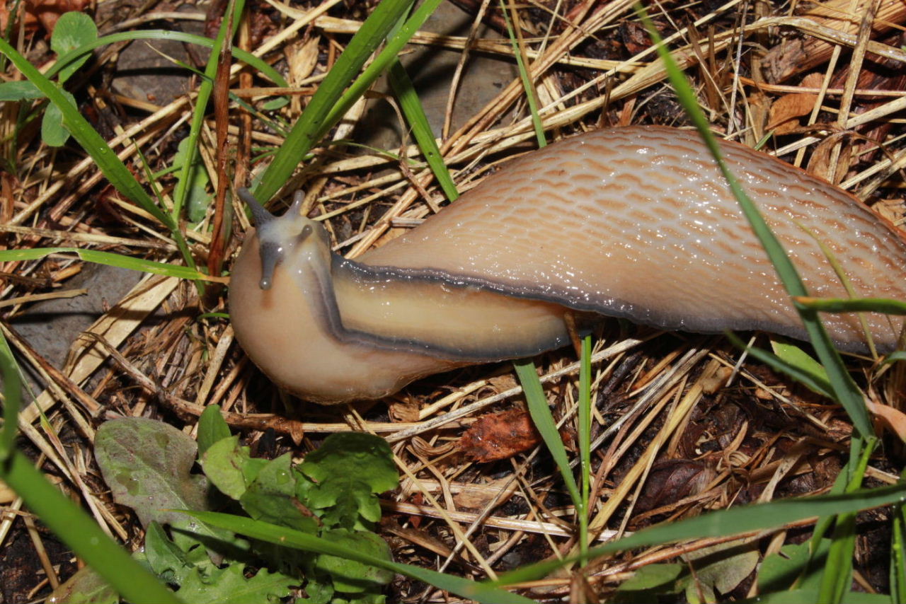Limax dacampi da Pentema (GE)